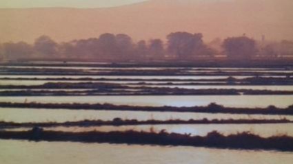 orizovi polinja2 fit 427x240